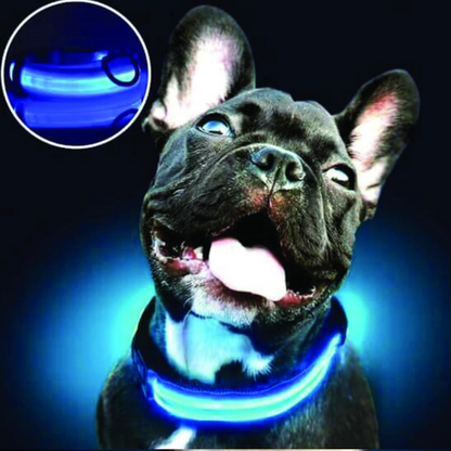 PARENCE - Collier Lumineux pour Chien Taille M, 3 Modes d'Eclairage/Collier LED pour Animaux avec Boucle d'attache et Fermeture à Clipser